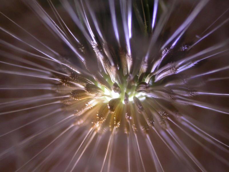 Dandelion Clock 3.jpg